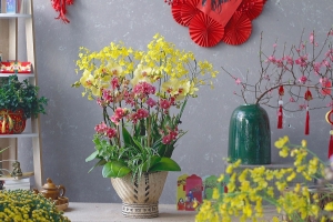 Hoa Theo Mùa ra mắt bộ sưu tập Lan Hồ điệp chưng Tết Giáp Thìn 2024