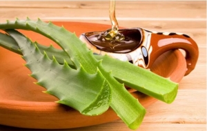 Công thức làm mặt nạ dưỡng da từ lô hội và mật ong để có da xinh ngày Tết