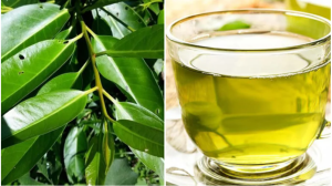 Lợi ích của lá vối đối với sức khỏe?