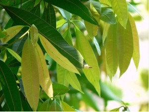 3 loại lá ‘thuốc’ hạ đường huyết, mỡ máu và bảo vệ tim mạch