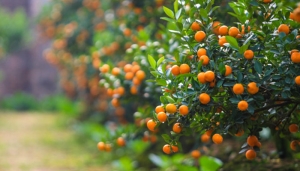 Phương pháp điều trị bệnh tự nhiên bằng sử dụng cây quất