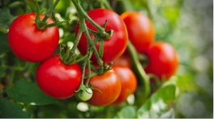Những ai không nên ăn nhiều cà chua?
