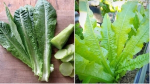 Loại rau dân dã giàu canxi hơn nước xương