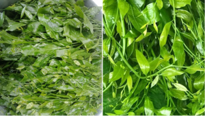 Loại rau dại ngọt như mì chính, bổ hơn rau ngót, tốt cho sức khỏe