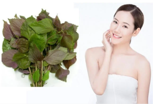 Mẹo làm đẹp với lá tía tô dưỡng trắng da an toàn