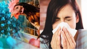 Cúm gia cầm H5N1 làm sao tránh khi dịch bùng phát?