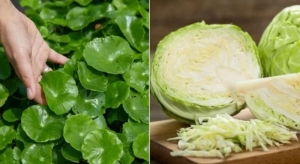 6 loại rau giúp thải độc gan và tốt cho tiêu hóa