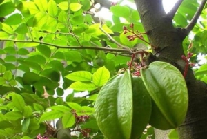 Mẹo làm đẹp bằng loại lá quen thuộc giúp làn da sạch mụn, sáng hồng