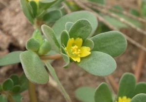 Loại rau là ‘thần dược’ hạ đường huyết, giảm mỡ máu