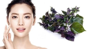Những tác dụng làm đep tuyệt vời từ lá tía tô