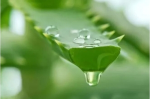 Loại kem dưỡng trắng da ban đêm tự làm siêu đơn giản, tốt cho làn da