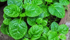 Rau mồng tơi giúp bổ máu, đẹp da, tráng dương