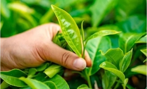 Loại lá uống mỗi ngày mát gan lọc thận