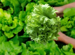 Loại rau giàu vitamin A, nhiều vitamin C hơn cam