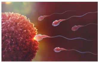 Loại rau quả nào làm giảm khả năng thụ tinh của nam giới?