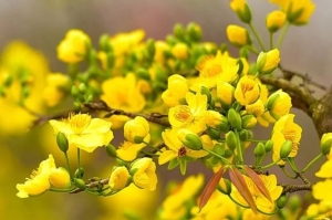 Loài hoa Tết có công dụng bất ngờ cho sức khoẻ 