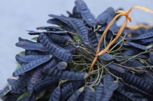 Tác dụng làm đẹp cho tóc tuyệt vời từ bồ kết