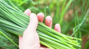 Mùa xuân ăn nhiều 3 loại rau này thanh nhiệt giải độc gan, giúp ngủ ngon