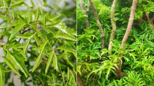 Bài thuốc quý từ cây đinh lăng