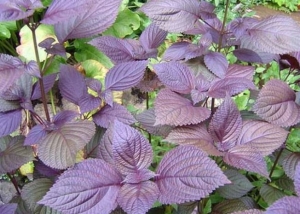 Tía Tô tác dụng tốt đối với sức khỏe