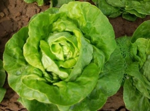 5 loại rau phổ biến tốt cho sức khỏe