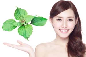 Bí quyết làm đẹp từ lá tía tô: Giảm mụn, dưỡng da, giữ dáng hiệu quả