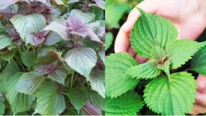 Tắm trắng, làm đẹp da, trị mụn bằng lá tía tô