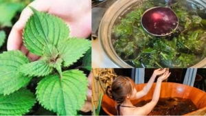 Trị mụn, làm đẹp da, tắm trắng bằng lá tía tô