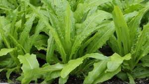 Rau giàu canxi vượt trội hơn cả sữa rất tốt cho sức khỏe