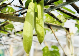 Những điều không nên làm khi ăn mướp