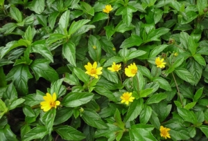 Nhưng loại rau mọc hoang là thuốc quý ít ai ngờ tới