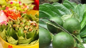 Cách này làm đẹp da trắng, sạch mụn từ trầu cau