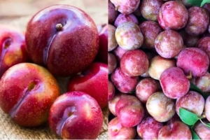 Quả mận và công dụng tuyệt vời cho sức khỏe