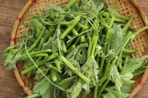 Rau bí – “thuốc bổ gan” dân dã