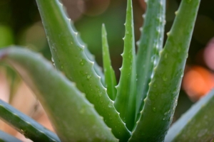 Cách làm mờ sẹo lồi đơn giản và hiệu quả