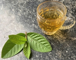 Cách giảm mỡ máu tự nhiên từ uống lá ổi