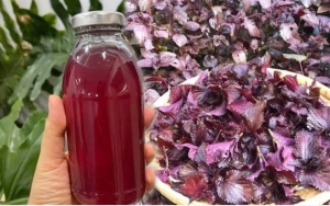 3 người này uống lá tía tô tốt hơn thuốc bổ