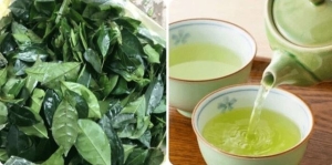 Cách hãm nước chè tươi uống mát gan, bổ thận
