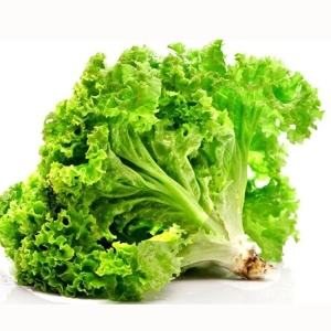 Ăn rau xà lách vào buổi tối giúp thư giãn và ngủ ngon hơn