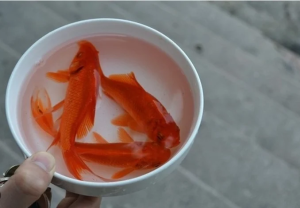 Cúng ông Công ông Táo có phải thả cá chép?