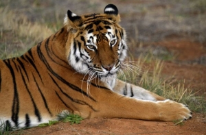 Hôm nay 13/02/2026: Tử vi 12 con giáp Tuổi Dần tài lộc hanh thông, Tuổi Tỵ kinh doanh bội thu