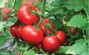 Cách ăn cà chua giảm cân cấp tốc, da đẹp dáng xinh