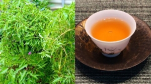 Cơ thể nhận được lợi ích đặc biệt này khi uống nước lá đinh lăng