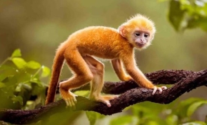 Ngày 04/05/2026: tử vi 12 con giáp tuổi Thân nhiều tham vọng, tuổi Tý tài lộc hanh thông