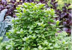 8 loại cây có hương thơm giúp hỗ trợ xua muỗi