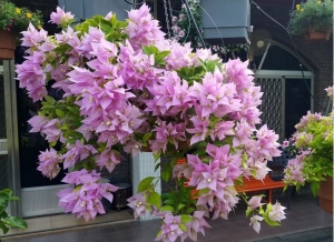 5 lý do hoa giấy là lựa chọn đáng cân nhắc cho không gian sống